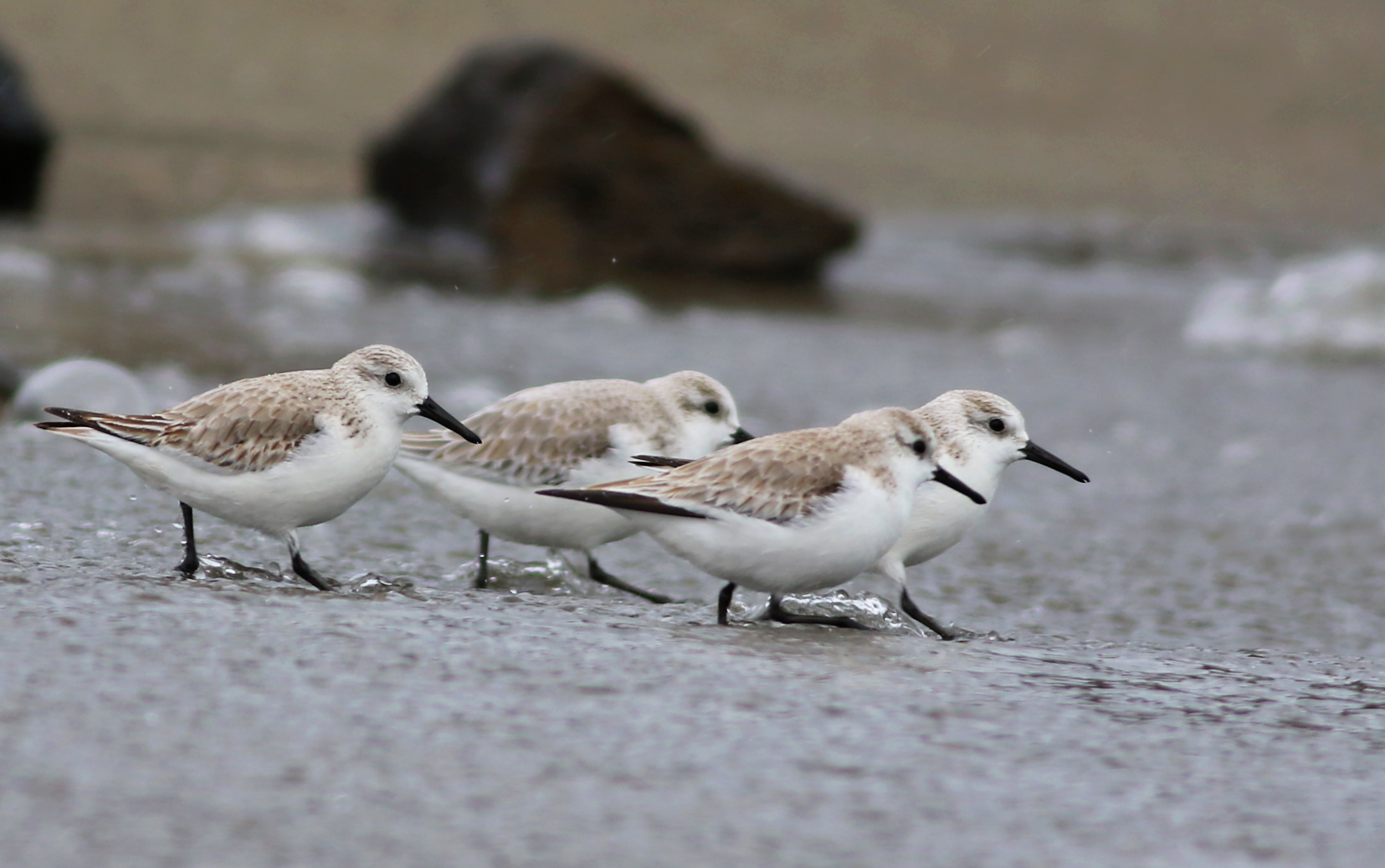 Sanderling — Ana fotoğraf
